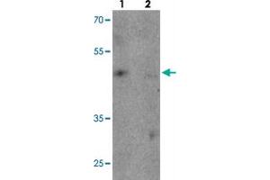Western blot analysis of TNFAIP2 in K-562 cell lysate with TNFAIP2 polyclonal antibody  at 1 ug/mL in (1) the absence and (2) the presence of blocking peptide. (TNFAIP2 抗体  (Internal Region))