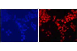 Immunofluorescence analysis of 293T cells using MonoMethyl-Histone H4-K20 Polyclonal Antibody (Histone H4 抗体  (meLys20))