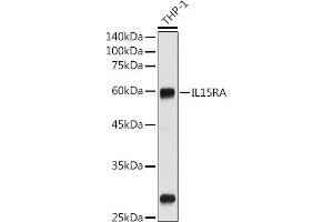 Western blot analysis of extracts of THP-1 cells, using IL15RA antibody (ABIN3017117, ABIN1680439 and ABIN7101500) at 1:1000 dilution. (IL15RA 抗体  (AA 31-205))