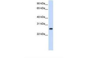 Image no. 1 for anti-PHD Finger Protein 19 (PHF19) (C-Term) antibody (ABIN6739281) (PHF19 抗体  (C-Term))