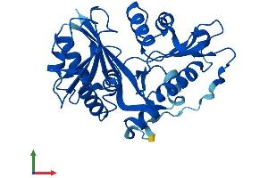 AlphaFold protein structure predicition of Mouse Recombinant Keg1 Protein, UniprotID Q9DCY0