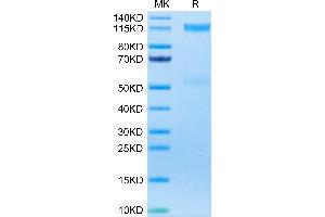 IGF1R Protein (AA 31-932) (His-Avi Tag)