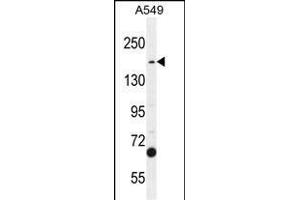 TDRD7 Antibody (C-term) (ABIN654935 and ABIN2844578) western blot analysis in A549 cell line lysates (35 μg/lane). (TDRD7 抗体  (C-Term))