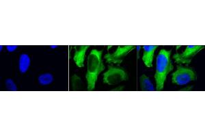 Immunocytochemistry/Immunofluorescence analysis using Mouse Anti-Hsp27 Monoclonal Antibody, Clone 5D12-A3 (ABIN361649 and ABIN361650). (HSP27 抗体)