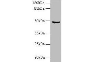 Western blot All lanes: CPA2 antibody at 1. (Carboxypeptidase A2 抗体  (AA 115-419))