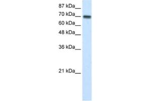 Western Blotting (WB) image for anti-Cysteinyl-tRNA Synthetase (CARS) antibody (ABIN2462086) (CARS 抗体)