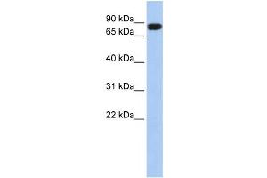 Western Blotting (WB) image for anti-N-Acylaminoacyl-Peptide Hydrolase (APEH) antibody (ABIN2459177) (APEH 抗体)