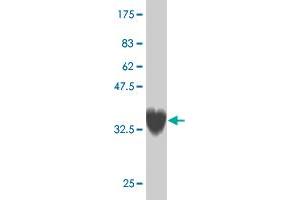 Western Blot detection against Immunogen (37. (ZNF207 抗体  (AA 1-110))