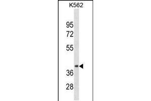 Western blot analysis in K562 cell line lysates (35ug/lane). (CCNDBP1 抗体  (N-Term))
