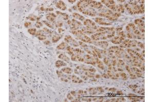 Immunoperoxidase of purified MaxPab antibody to IL17C on formalin-fixed paraffin-embedded human pancreas. (IL17C 抗体  (AA 1-197))