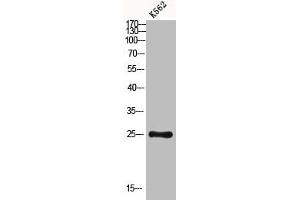 Western blot analysis of K562 using Dectin-2 antibody. (C-Type Lectin Domain Family 6, Member A (CLEC6A) (Internal Region) 抗体)