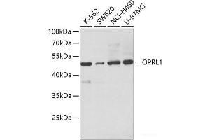 Western blot analysis of extracts of various cell lines using OPRL1 Polyclonal Antibody at dilution of 1:500. (OPRL1 抗体)