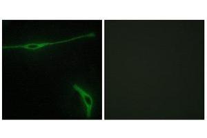 Immunofluorescence (IF) image for anti-Laminin, alpha 2 (LAMA2) (Internal Region) antibody (ABIN1850444) (Laminin 抗体  (Internal Region))