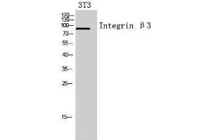 Western Blotting (WB) image for anti-Integrin beta 3 (ITGB3) (Internal Region) antibody (ABIN3181437) (Integrin beta 3 抗体  (Internal Region))