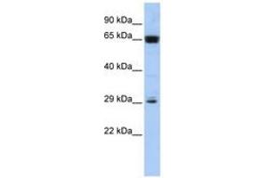 Image no. 1 for anti-Chromosome 6 Open Reading Frame 223 (C6orf223) (C-Term) antibody (ABIN6741352) (C6orf223 抗体  (C-Term))