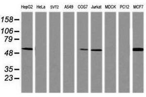 Image no. 2 for anti-TAP Binding Protein-Like (TAPBPL) antibody (ABIN1501300) (TAPBPL 抗体)