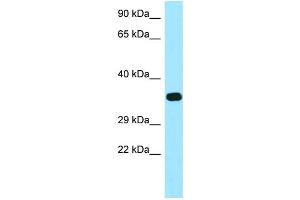 WB Suggested Anti-FOLR2 Antibody Titration: 1. (FOLR2 抗体  (C-Term))