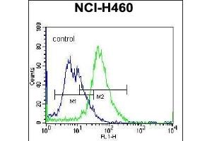 PLCL2 Antibody (C-term) (ABIN655943 and ABIN2845332) flow cytometric analysis of NCI- cells (right histogram) compared to a negative control cell (left histogram). (PLCL2 抗体  (C-Term))