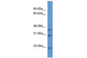 WB Suggested Anti-Necap1 Antibody Titration: 0. (NECAP1 抗体  (N-Term))