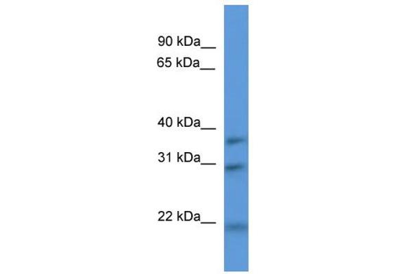 NECAP1 Antikörper  (N-Term)