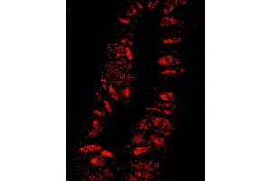 Immunofluorescence (IF) image for anti-Karyopherin alpha 3 (Importin alpha 4) (KPNA3) (AA 1-50) antibody (ABIN7448982) (KPNA3 抗体  (AA 1-50))