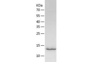Western Blotting (WB) image for Runt-Related Transcription Factor 3 (RUNX3) (AA 53-186) protein (His tag) (ABIN7124938) (RUNX3 Protein (AA 53-186) (His tag))