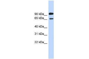WB Suggested Anti-LARGE Antibody Titration:  0. (LARGE 抗体  (Middle Region))