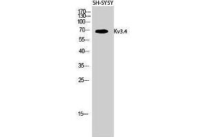 Western Blotting (WB) image for anti-Potassium Voltage-Gated Channel, Shaw-Related Subfamily, Member 4 (KCNC4) (Ser676) antibody (ABIN3180144) (Kv3.4 抗体  (Ser676))