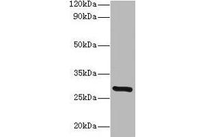 Western blot All lanes: INMT antibody at 2 μg/mL + Mouse lung tissue Secondary Goat polyclonal to rabbit lgG at 1/15000 dilution Predicted band size: 29 kDa Observed band size: 29 kDa (INMT 抗体  (AA 1-263))