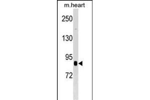 CUL2 Antibody (N-term) (ABIN1539078 and ABIN2848572) western blot analysis in mouse heart tissue lysates (35 μg/lane). (Cullin 2 抗体  (N-Term))