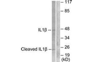 Western blot analysis of extracts from NIH-3T3 cells, treated with Etoposide 25uM 60', using IL-1 beta (Cleaved-Asp210) Antibody. (IL-1 beta 抗体  (Cleaved-Asp210))