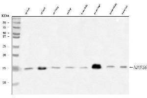Western blot analysis of NDUFS6 using anti-NDUFS6 antibody (ABIN7599568).