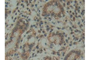 DAB staining on IHC-P; Samples: Human Stomach Tissue (FAM3D 抗体  (AA 26-224))