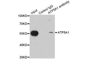 Immunoprecipitation (IP) image for anti-ATP Synthase, H+ Transporting, Mitochondrial F1 Complex, alpha Subunit 1, Cardiac Muscle (ATP5A1) antibody (ABIN6137324)
