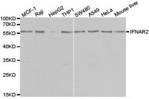 Western Blotting (WB) image for anti-Interferon alpha/beta Receptor 2 (IFNAR2) antibody (ABIN1873150)