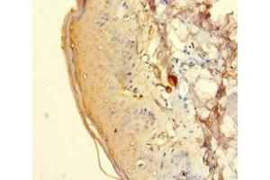 Immunohistochemistry of paraffin-embedded human adrenal gland tissue using ABIN7142622 at dilution of 1:100 (HTR2A 抗体  (AA 385-471))