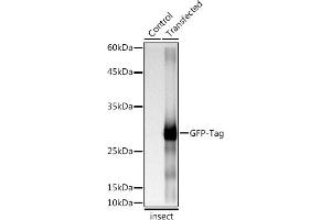 Western blot analysis of extracts of normal Eukaryotic expression of GFP and Eukaryotic expression of GFP transfected with GFP Protein, using Rabbit anti GFP-Tag antibody (ABIN7267512) at 1:1:5000 dilution. (GFP 抗体)
