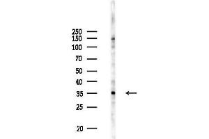 Western blot analysis of lysates from Rat liver, using TEF Antibody at 1/1000 dilution.