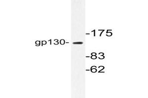 Image no. 1 for anti-Interleukin 6 Signal Transducer (Gp130, Oncostatin M Receptor) (IL6ST) antibody (ABIN272005) (CD130/gp130 抗体)