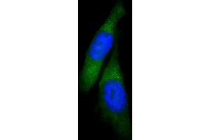 Immunofluorescent analysis of 4 % paraformaldehyde-fixed, 0. (USP15 抗体  (N-Term))