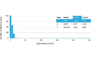 Analysis of Protein Array containing more than 19,000 full-length human proteins using ETS1 Mouse Monoclonal Antibody (ETS1/1801) Z- and S- Score: The Z-score represents the strength of a signal that a monoclonal antibody (Monoclonal Antibody) (in combination with a fluorescently-tagged anti-IgG secondary antibody) produces when binding to a particular protein on the HuProtTM array. (ETS1 抗体  (AA 137-230))