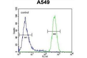 Flow cytometric analysis of A549 cells using HIF2A / HIF2 alpha Antibody (N-term) Cat. (EPAS1 抗体  (N-Term))