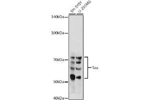 Western blot analysis of extracts of various cell lines, using Tau antibody (ABIN3021441, ABIN3021442, ABIN3021443 and ABIN6215045) at 1:500 dilution. (MAPT 抗体  (AA 1-100))