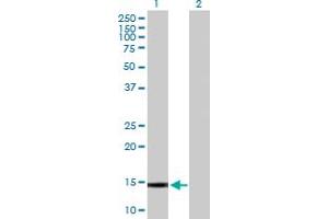 Western Blot analysis of GALNT1 expression in transfected 293T cell line by GALNT1 MaxPab polyclonal antibody. (Galnt1 抗体  (AA 1-105))