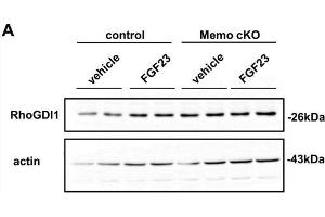 Malfunctioning Rho-GTPase network in kidneys from Memo cKO (cKO) mice. (ARHGDIA 抗体  (AA 1-204))