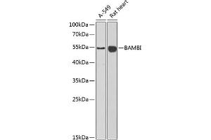 Western blot analysis of extracts of various cell lines, using BAMBI antibody (ABIN6129985, ABIN6137440, ABIN6137442 and ABIN6222192) at 1:1000 dilution. (BAMBI 抗体  (AA 21-152))
