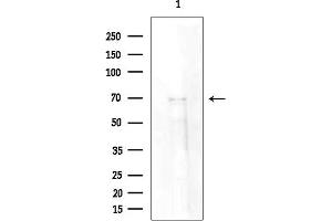 anti-Synaptotagmin-Like 4 (SYTL4) (Internal Region) antibody