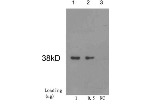 CRE Recombinase (CRE) 抗体