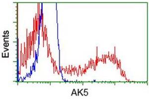 HEK293T cells transfected with either RC222241 overexpress plasmid (Red) or empty vector control plasmid (Blue) were immunostained by anti-AK5 antibody (ABIN2452725), and then analyzed by flow cytometry. (Adenylate Kinase 5 抗体)