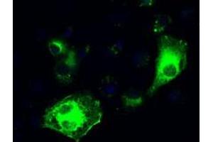 Image no. 6 for anti-Interferon Regulatory Factor 3 (IRF3) antibody (ABIN1498899) (IRF3 抗体)